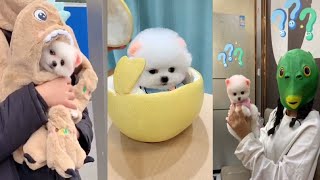 Tik Tok Chó Phốc Sóc Mini | Funny and Cute Pomeranian Videos #45 by So Cute 14,572 views 3 years ago 8 minutes, 42 seconds