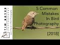 5 Common Mistakes in Bird Photography