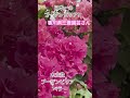 生者量日本一の木立性ブーゲンビリアベラが香川県三豊園芸さんより登場！