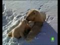 Documental. Osos polares Homenaje a las madres del mundo animal 2/17