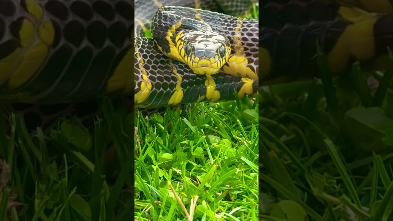 My mangrove snake isn’t friendly. 🐍 #snake #pets #reptiles #mangrove #fyp #venomous #shorts #viral