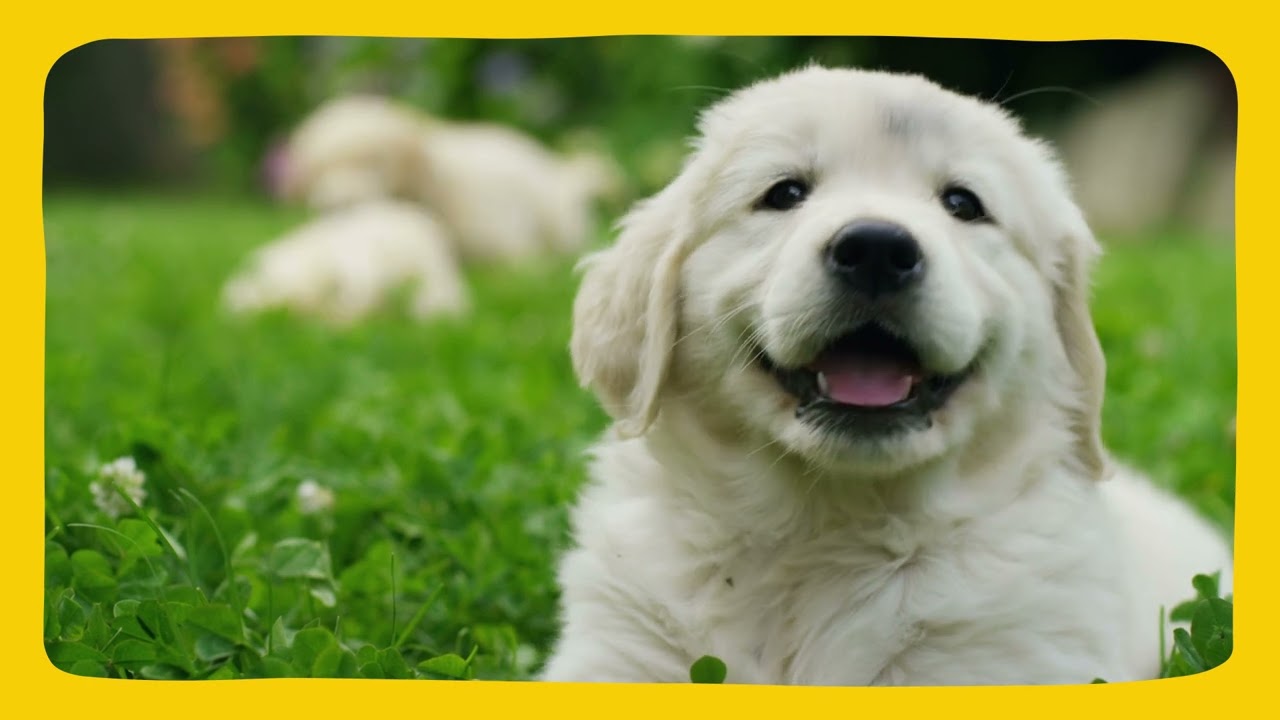 Animates - We make happy happen