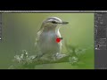 Realtime Edit - Red eyed Vireo