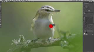 Realtime Edit - Red eyed Vireo screenshot 2