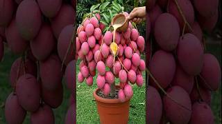 How to graft a mango tree to produce more fruit | the simple grafting trick#grow #mango #grafting