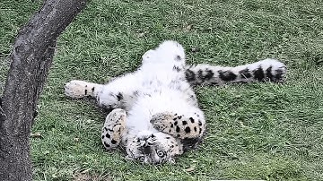 How is Ling Xiaozhe, who was barely alive when discovered, doing now after professional rescue?