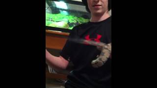 Aggressive Ghost Ball Python