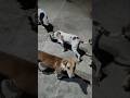 dog hungry #reels #doglover #shortsvideo #love #humanity #help #dog #ytshorts