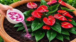 Just Pour This at the Roots! Anthuriums Grow Strong & Bloom All Year Long Naturally screenshot 1