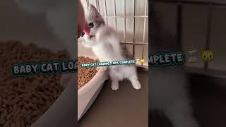 Baby Cat Loading 20% Complete