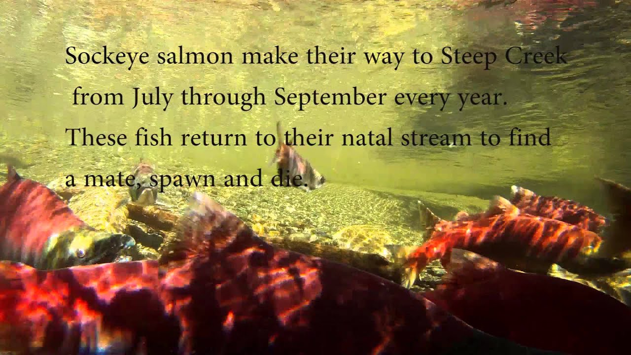 usda soil classification Alaska Salmon Webcams