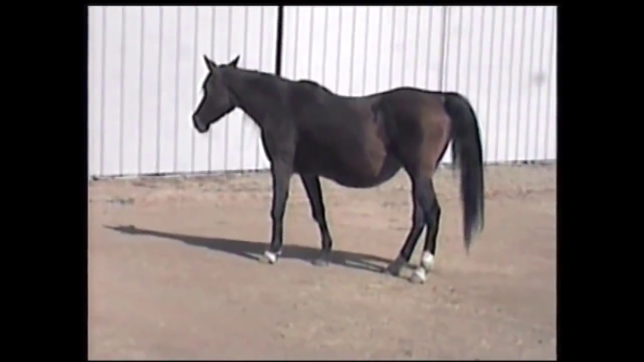 TWO HORSES TAKING PROTANDIM YouTube