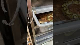 Celebrity Reticule python marble with a messed up eye Wealth