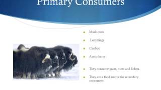Tundra Ecosystem Production