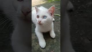 #kitten #shorts😘😘😘😘 #kucinganggoralucudanimut