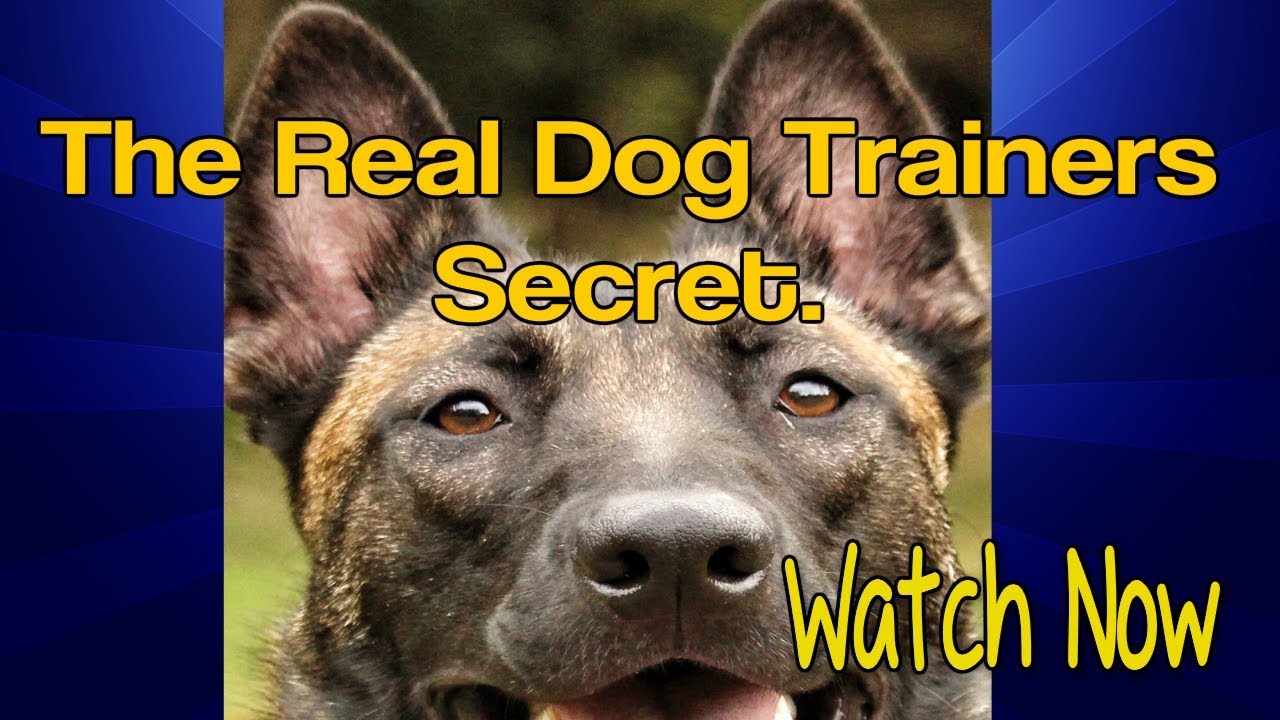 The Dog Trainers Secret! Confidence. Watch Now!