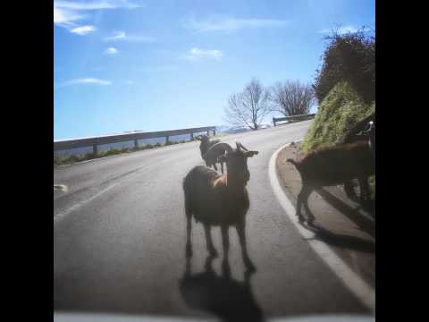 Гастротур в Страну Басков