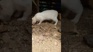 O Gatinho Lindo Amor