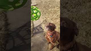 Chocolate Lab Senior Pup Kolby Patiently Waits For His Toy