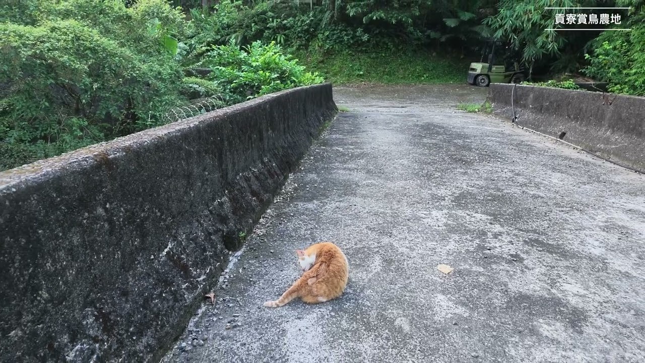 【貢寮賞鳥農地】悠閒時光 縮圖