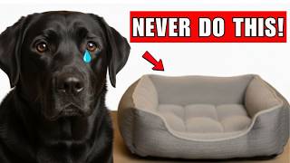 Stop Doing THIS With Your Dog’s Bed — It’s Causing Hidden Stress!