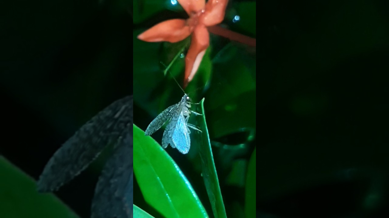 The amazing 🥰😍🤩🥰 animal 