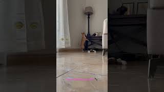 Tiny Chihuahua Angry Because She Cant Reach Her Toy