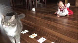 一升餅のお祝いに参加する猫　ラガマフィン　A cat participating in a traditional Japanese one-year-old celebration