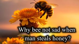 why bee not sad when man steals honey | Bee Story