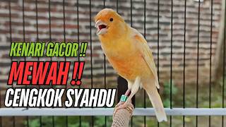 Download lagu SUARA Kenari GACOR PANJANG Pancingan & masteran Kenari Paud AGAR gacor AMPUH Kenari MACET bunyii