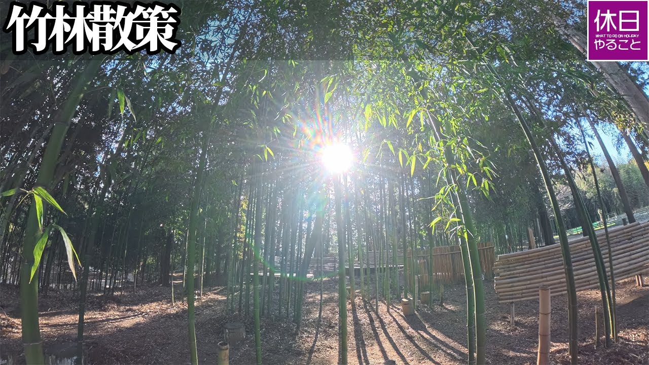 2108 千葉の森を歩く静かな後編｜A quiet walk through the Bamboo Grove campground