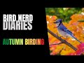 Autumn Birding | A Bird Story