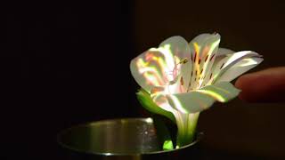 Projection Mapping for White Flower
