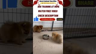 Dog Training at Home shorts youtubeshorts dogtraining puppytrainig pettraining