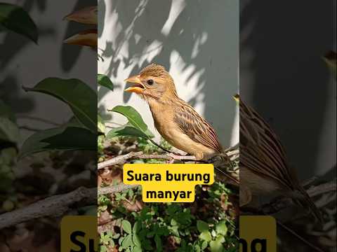 Cara mudah membedakan anakan burung manyar jantan dan betina
