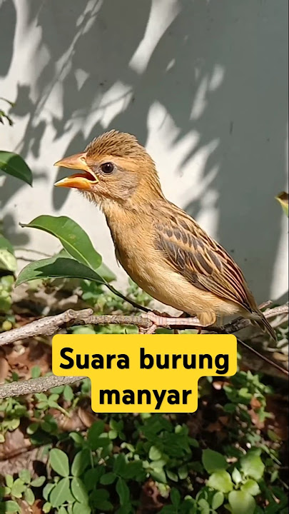 suara burung manyar cocok buat masteran #birds #videoshort #burungmanyargacor