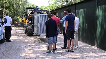 aankomst Witte tijgers in Zoo Parc Overloon