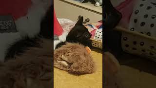 Oriental Kitty Funny