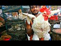 Amazing Big Chicken Cutting Skills in Chicken Market | BD Fish | Ep-117