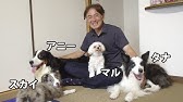 保護犬 みやぞん最高 志村どうぶつ園みやぞん保護犬預かりボランティアにドックトレーナーが考察 ふうかちゃんおめでとう Youtube 保護犬 みやぞん最高 志村どうぶつ園みやぞん保護犬預かりボランティアにドックトレーナーが考察 ふうかちゃんおめでとう Youtube
