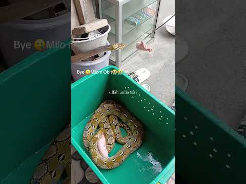 Sedih Saat Meninggalkan Nanti Kita Main Lagi Makasi Mah Geska Snake Snakelovers Ular Python 