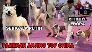 Ada Serigala Putih & Pitbull Eropa Di Pameran Anjing China