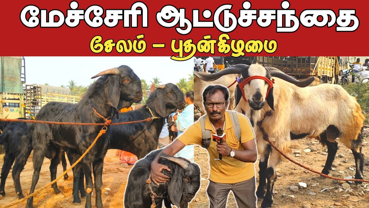 மேச்சேரி ஆட்டு சந்தை/ சேலம் மாவட்டம்/ புதன்கிழமை