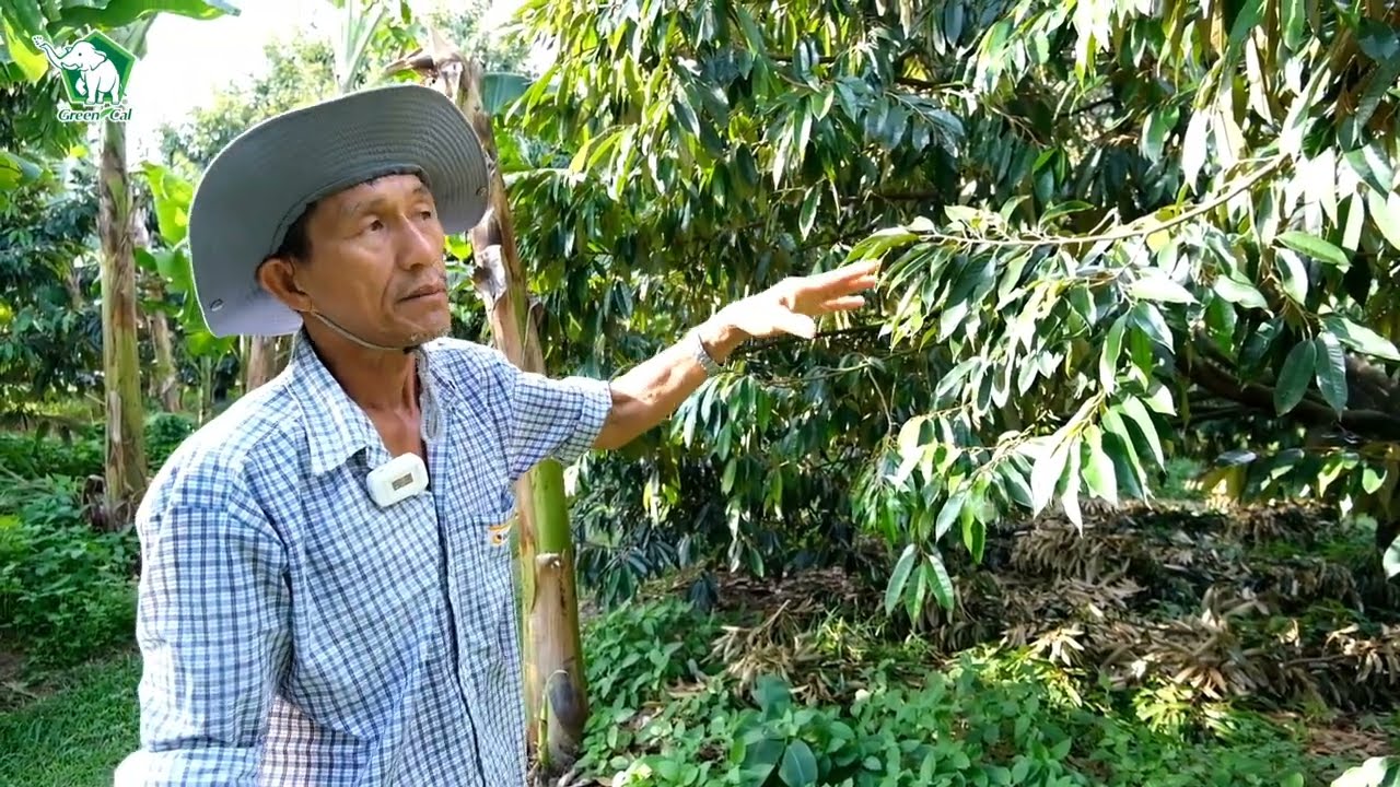 GreenCal | ลุงตี๋สอนตัดแต่งกิ่ง Ep.2