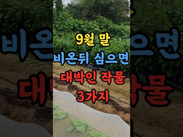 9월말 비온뒤 심으면 특히 대박인 작물 3가지