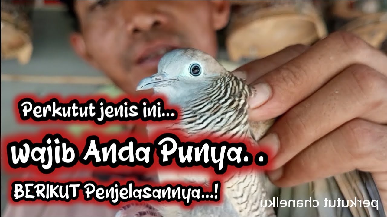 Perkutut Lokal Jenis ini Wajib Anda Miliki, khususnya Yang suka dengan BURUNG PERKUTUT