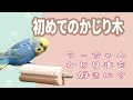 初めてのかじり木はどうする？