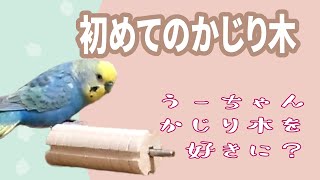 初めてのかじり木はどうする？