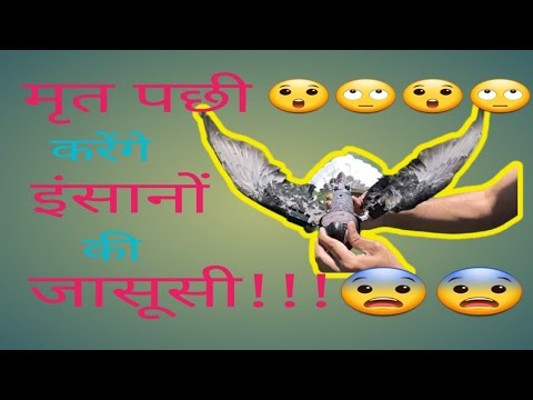 😨😨😨#spying using #dead bird #drones!!😱😱😱