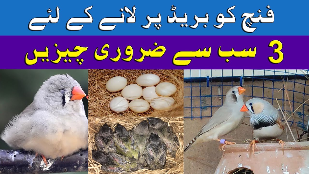 Finch Breeding | Finch ko breed py lany k liye 3 zarori chezain